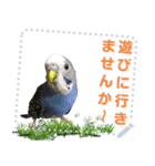 インコのささやき（個別スタンプ：16）