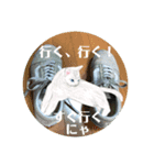 にゃん！とも可愛く便利8毎日使える花や猫（個別スタンプ：1）