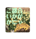 にゃん！とも可愛く便利8毎日使える花や猫（個別スタンプ：5）