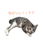 仔猫のマチ君日常会話です（個別スタンプ：19）