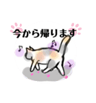 ◎家のねこ。（個別スタンプ：4）