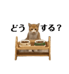 とうふぽんず（個別スタンプ：31）