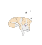 ボーダーコリー さっぱりVer（個別スタンプ：6）