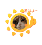 ふくにゃんスタンプ その2（個別スタンプ：1）