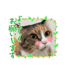 ふくにゃんスタンプ その2（個別スタンプ：7）