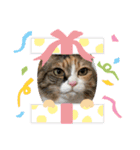 ふくにゃんスタンプ その2（個別スタンプ：19）