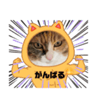 ふくにゃんスタンプ その2（個別スタンプ：23）