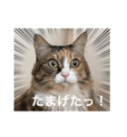ふくにゃんスタンプ その2（個別スタンプ：24）