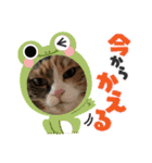 ふくにゃんスタンプ その2（個別スタンプ：29）