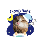 ふくにゃんスタンプ その2（個別スタンプ：32）