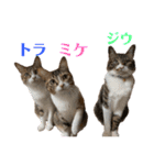 トラミケジウスタンプ（個別スタンプ：16）