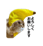 モフモフ猫のバナナスタンプ（個別スタンプ：11）
