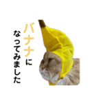 モフモフ猫のバナナスタンプ（個別スタンプ：20）