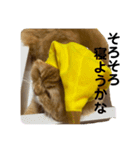 モフモフ猫のバナナスタンプ（個別スタンプ：31）