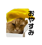 モフモフ猫のバナナスタンプ（個別スタンプ：32）
