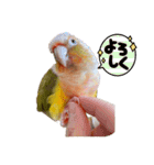 ウロコインコのうりPart 2（個別スタンプ：3）