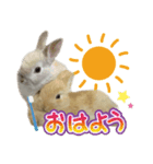 みるくとキャラメルの平和な日常(実写版)（個別スタンプ：1）
