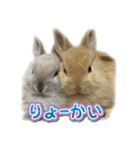 みるくとキャラメルの平和な日常(実写版)（個別スタンプ：2）