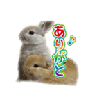 みるくとキャラメルの平和な日常(実写版)（個別スタンプ：3）