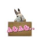 みるくとキャラメルの平和な日常(実写版)（個別スタンプ：4）
