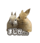 みるくとキャラメルの平和な日常(実写版)（個別スタンプ：6）