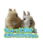 みるくとキャラメルの平和な日常(実写版)（個別スタンプ：8）