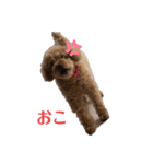 トイプードルのチェリー2（個別スタンプ：10）