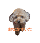 トイプードルのチェリー2（個別スタンプ：15）