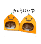 きなこ＆あんこのスタンプ（個別スタンプ：16）