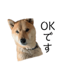 柴犬ごえもん君スタンプ（個別スタンプ：1）