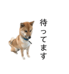柴犬ごえもん君スタンプ（個別スタンプ：4）