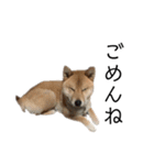 柴犬ごえもん君スタンプ（個別スタンプ：5）