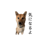 柴犬ごえもん君スタンプ（個別スタンプ：7）