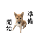 柴犬ごえもん君スタンプ（個別スタンプ：9）
