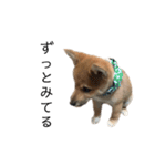 柴犬ごえもん君スタンプ（個別スタンプ：10）