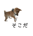 柴犬ごえもん君スタンプ（個別スタンプ：11）