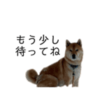 柴犬ごえもん君スタンプ（個別スタンプ：12）