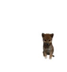 柴犬ごえもん君スタンプ（個別スタンプ：13）