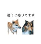 柴犬ごえもん君スタンプ（個別スタンプ：15）