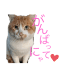 ぶぅちゃんの日常会話（個別スタンプ：5）