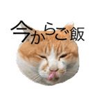 ぶぅちゃんの日常会話（個別スタンプ：7）