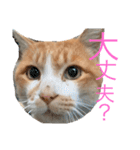 ぶぅちゃんの日常会話（個別スタンプ：11）