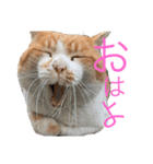 ぶぅちゃんの日常会話（個別スタンプ：14）