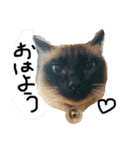 リアル猫ミニ♀（個別スタンプ：2）