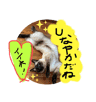 リアル猫ミニ♀（個別スタンプ：5）