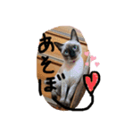 リアル猫ミニ♀（個別スタンプ：6）