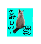 リアル猫ミニ♀（個別スタンプ：7）