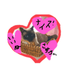 リアル猫ミニ♀（個別スタンプ：8）