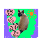 リアル猫ミニ♀（個別スタンプ：9）