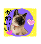リアル猫ミニ♀（個別スタンプ：13）